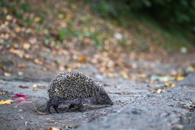 禁区对决完胜！灰熊首节内线得分24-4开拓者