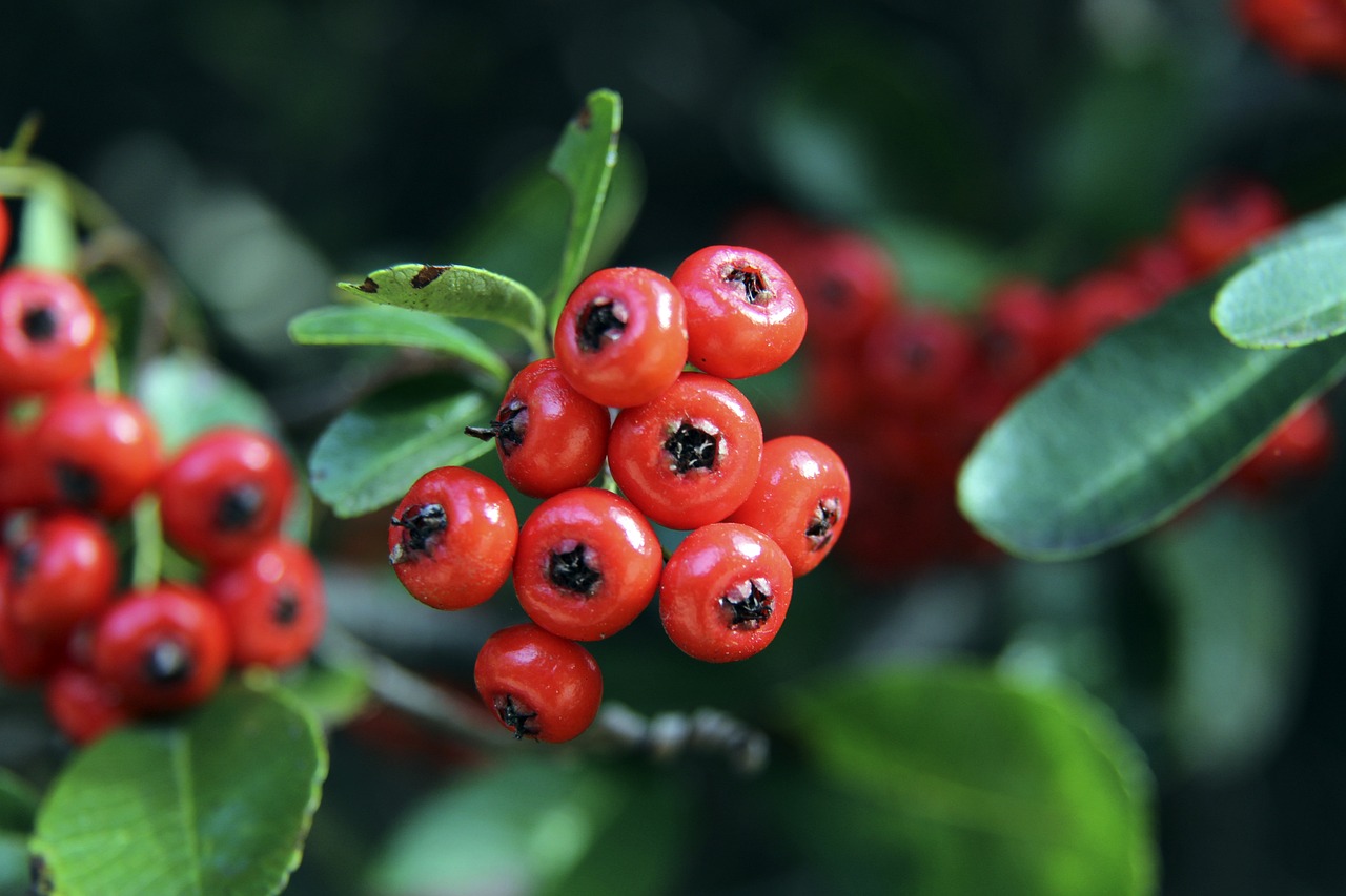 主持人爆料：麦金在圣米伦时，曾被队友扔出的训练杆刺伤大腿